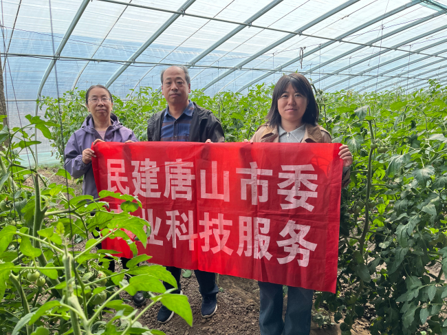 民建唐山市委農(nóng)業(yè)總支農(nóng)科院支部開展耐鹽堿蔬菜新品種示范和新技術(shù)指導工作 (2) (2).jpg